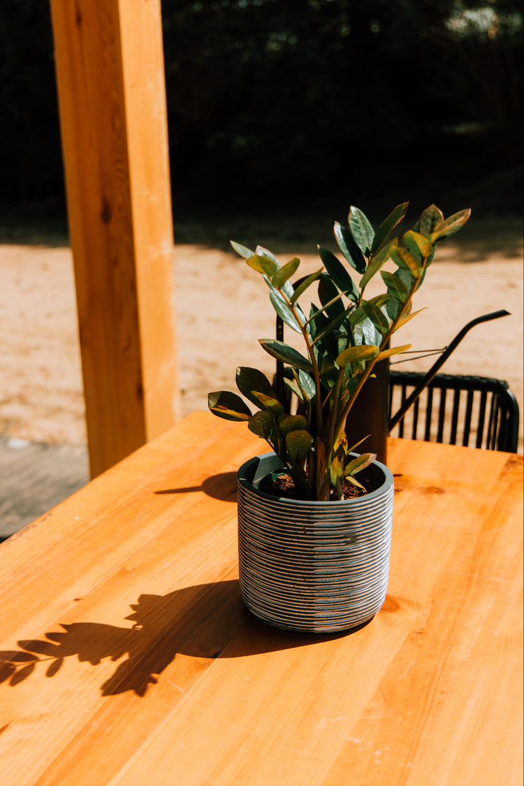 Plants