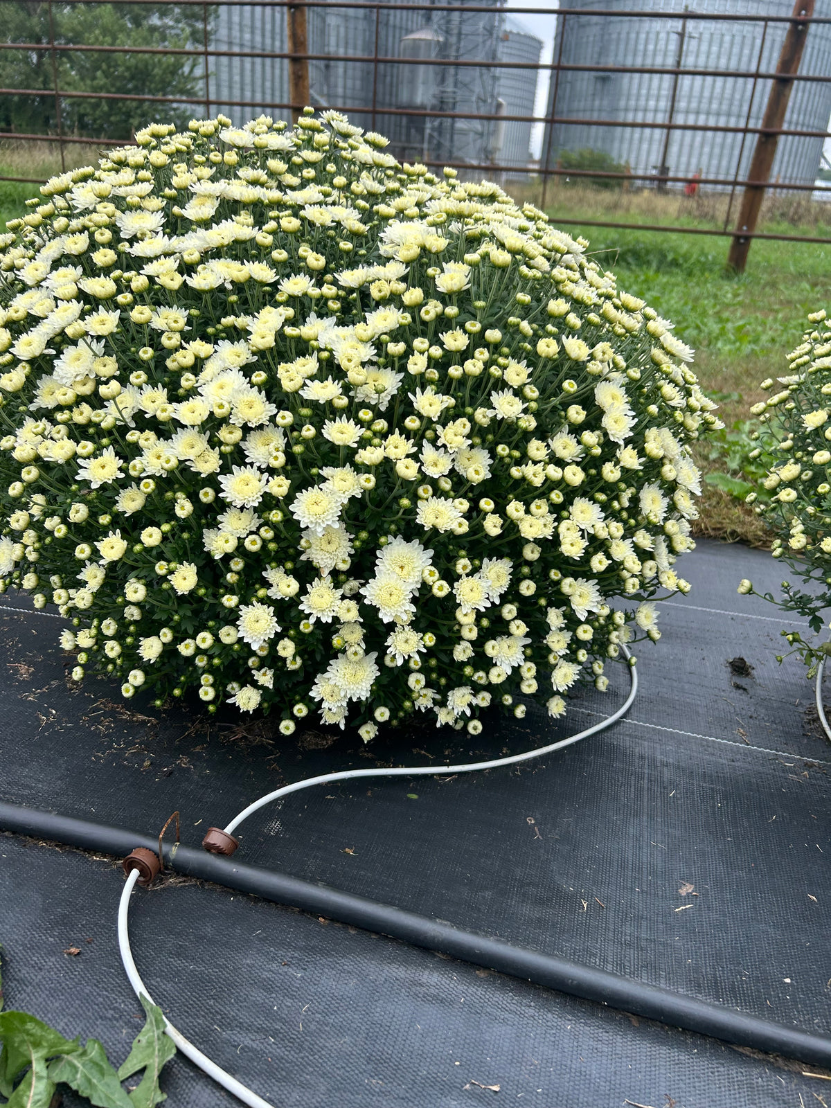White Outdoor Mum