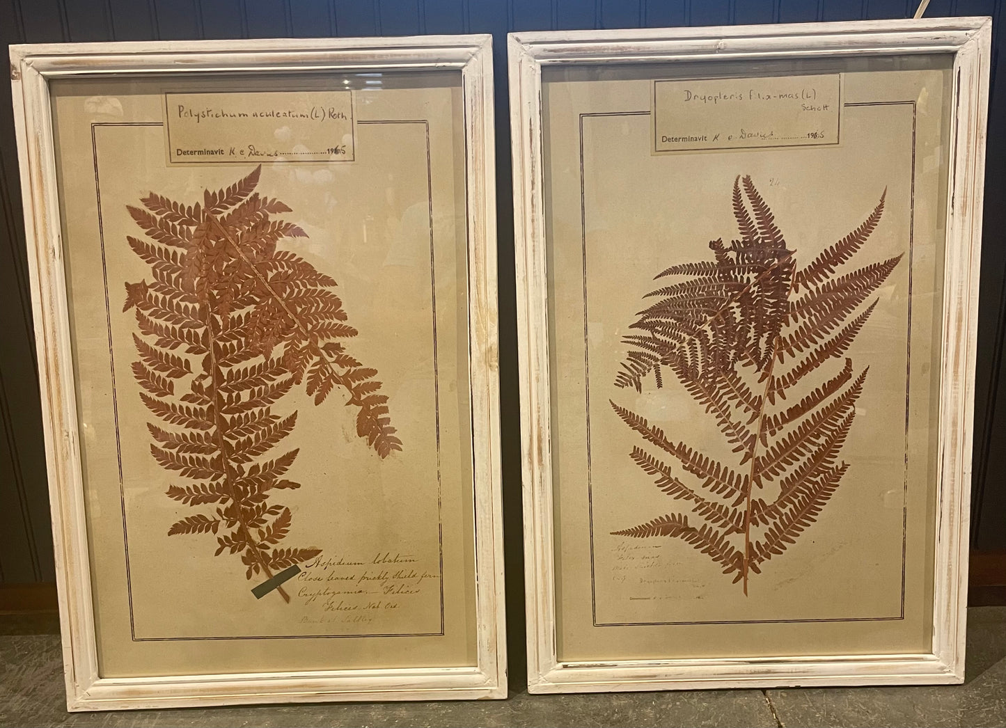 Wood Framed Glass Wall Decor w/Fern Image, 2 Styles