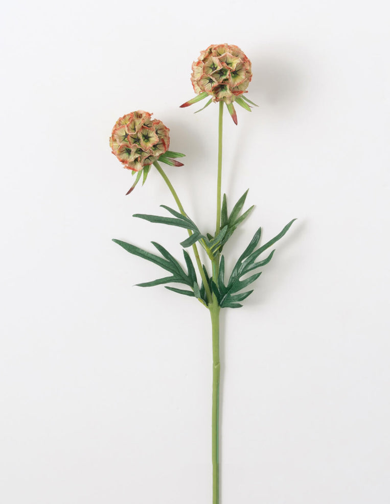 Scabiosa Stem