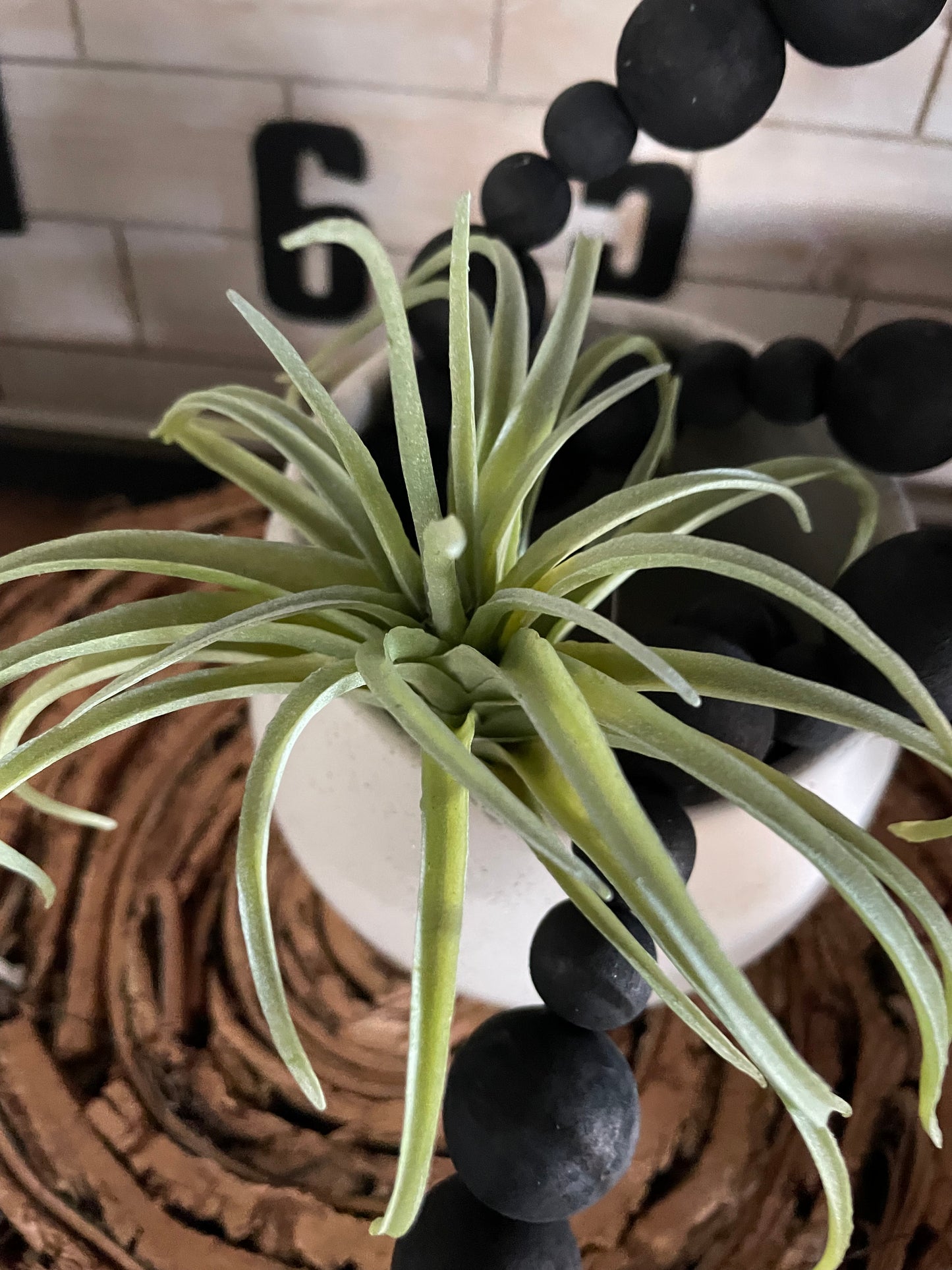 Air Fern Succulent