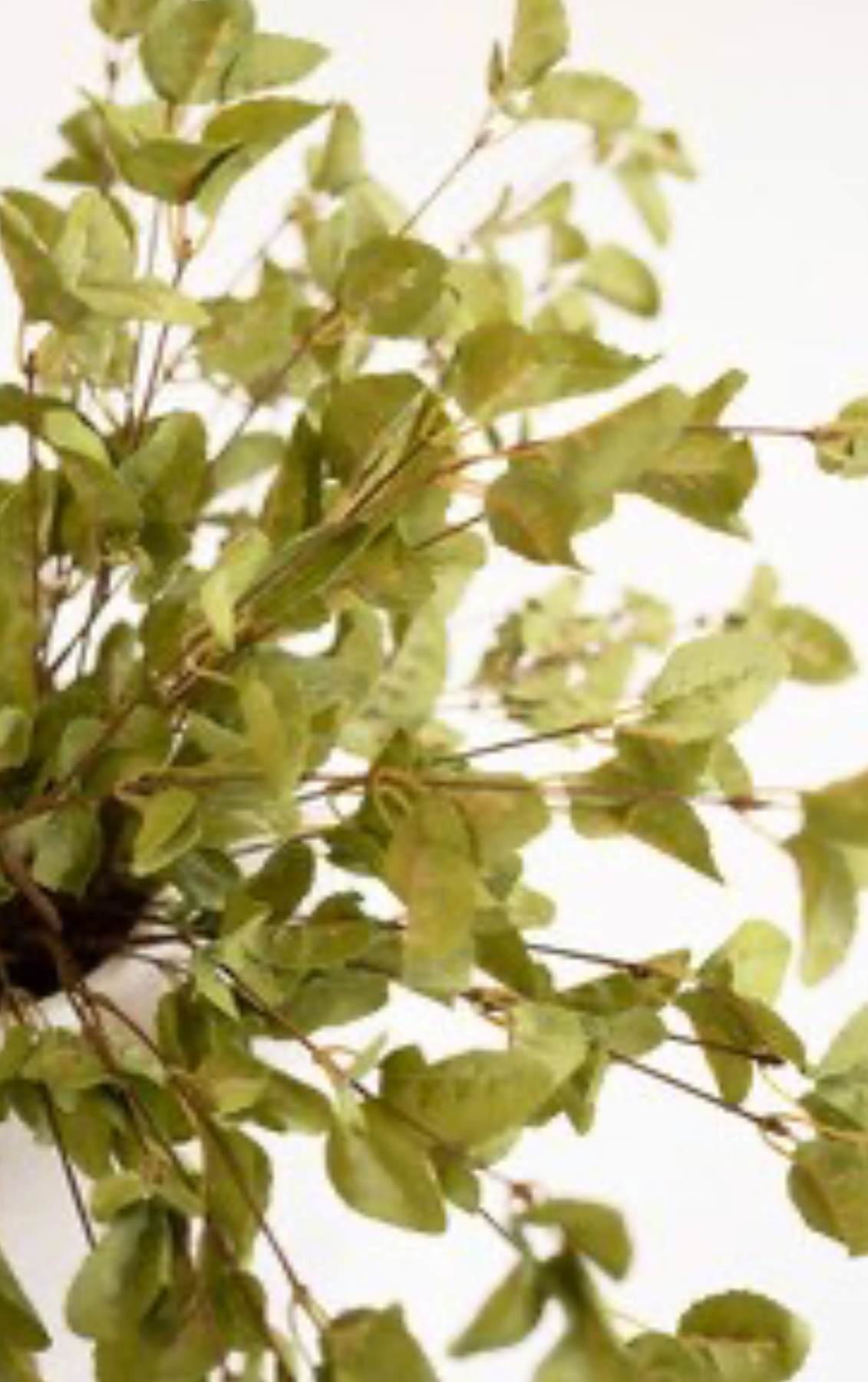 Sage Spray