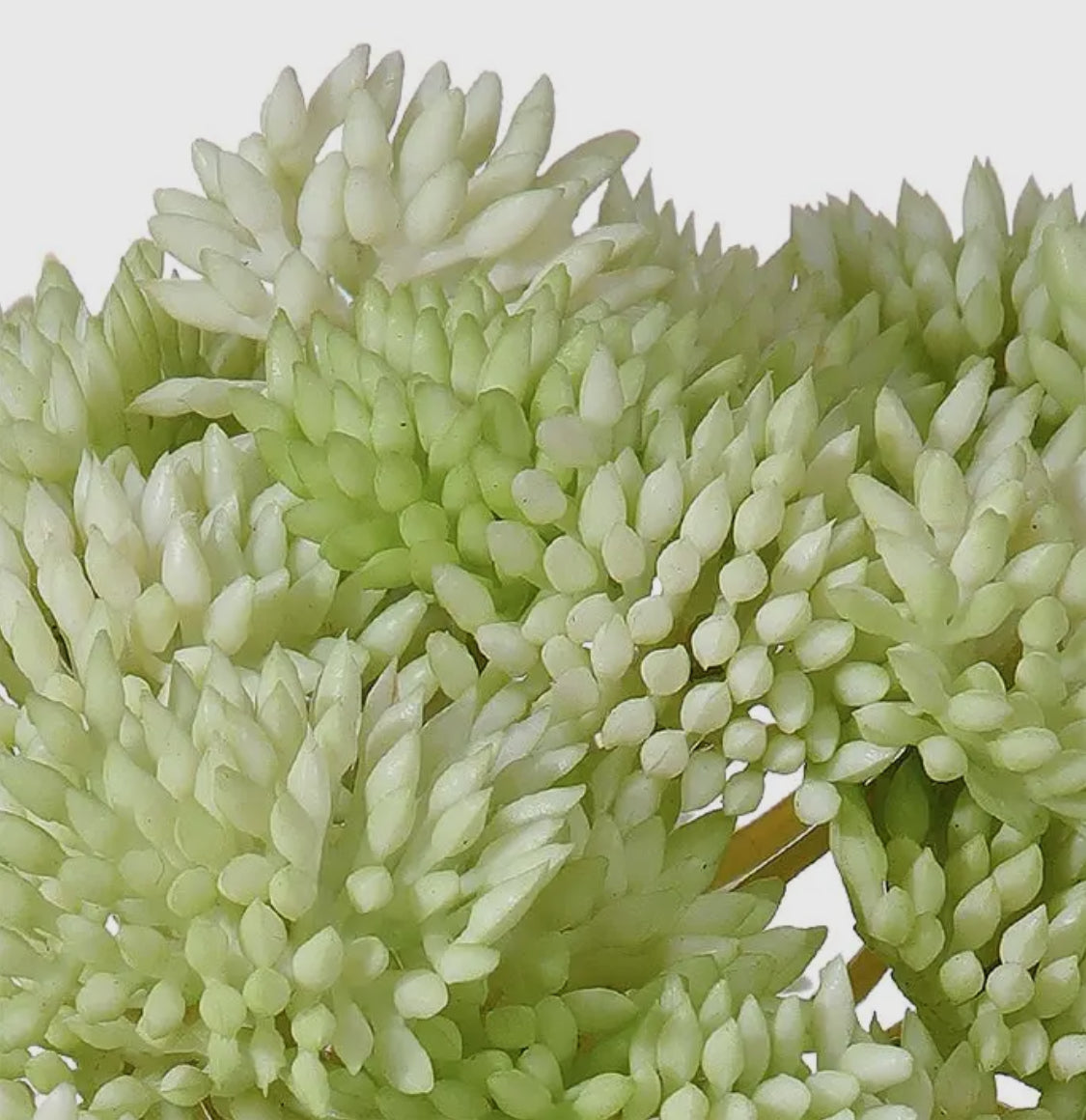 Soft Touch Sedum Cluster