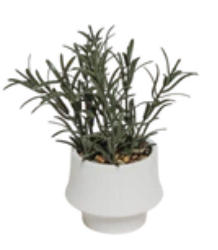 7” Rosemary Bonsai