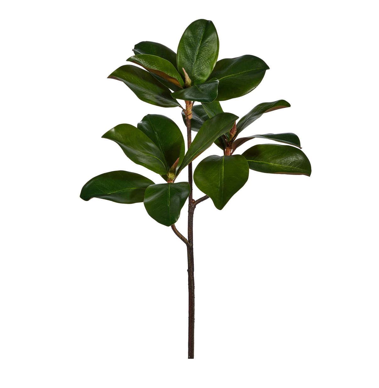24” Magnolia Leaf Branch