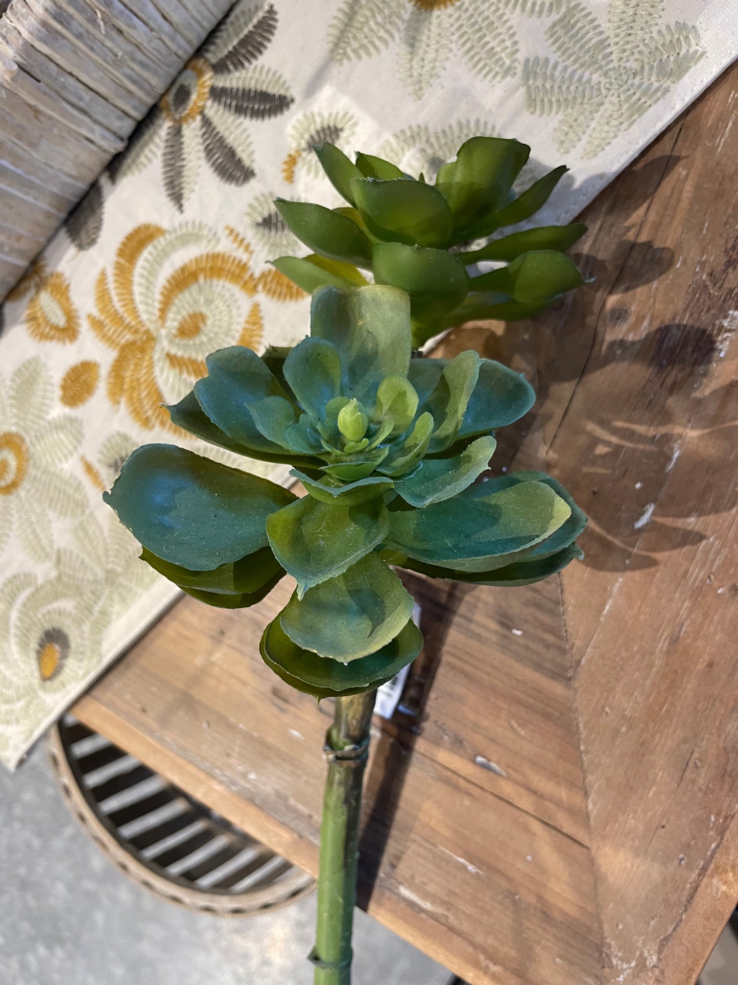 Echeveria Succulent x2