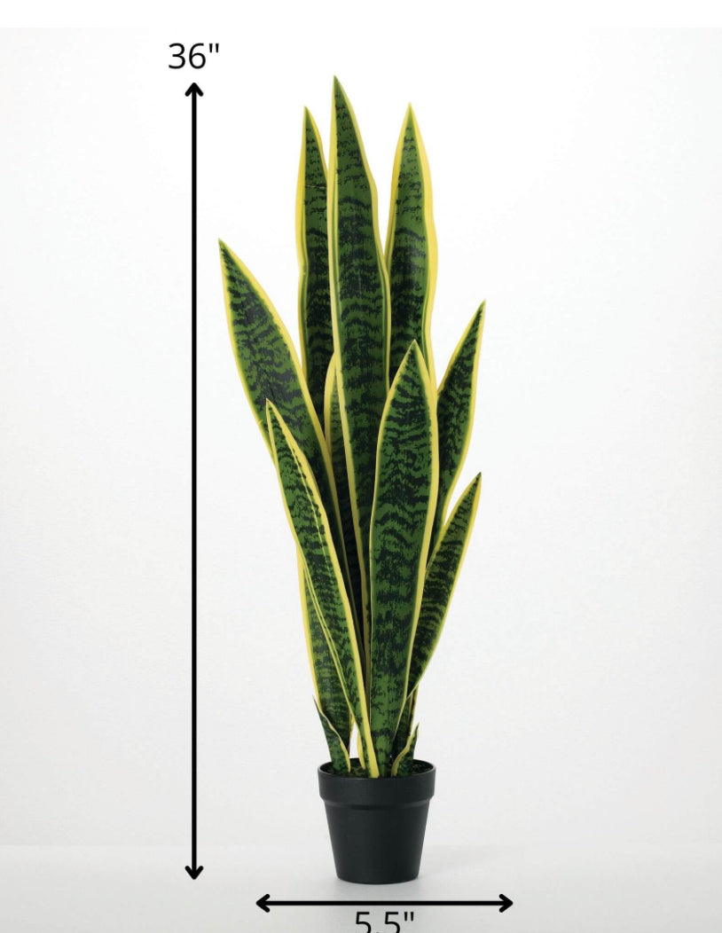 3’ Potted Sansevieria Plant