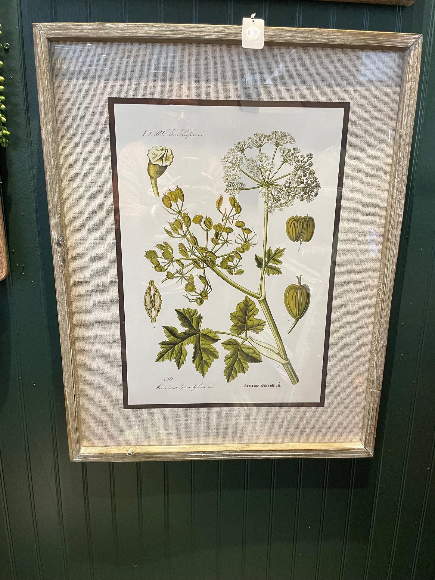 27.5 Botanical Prints-2 asst.