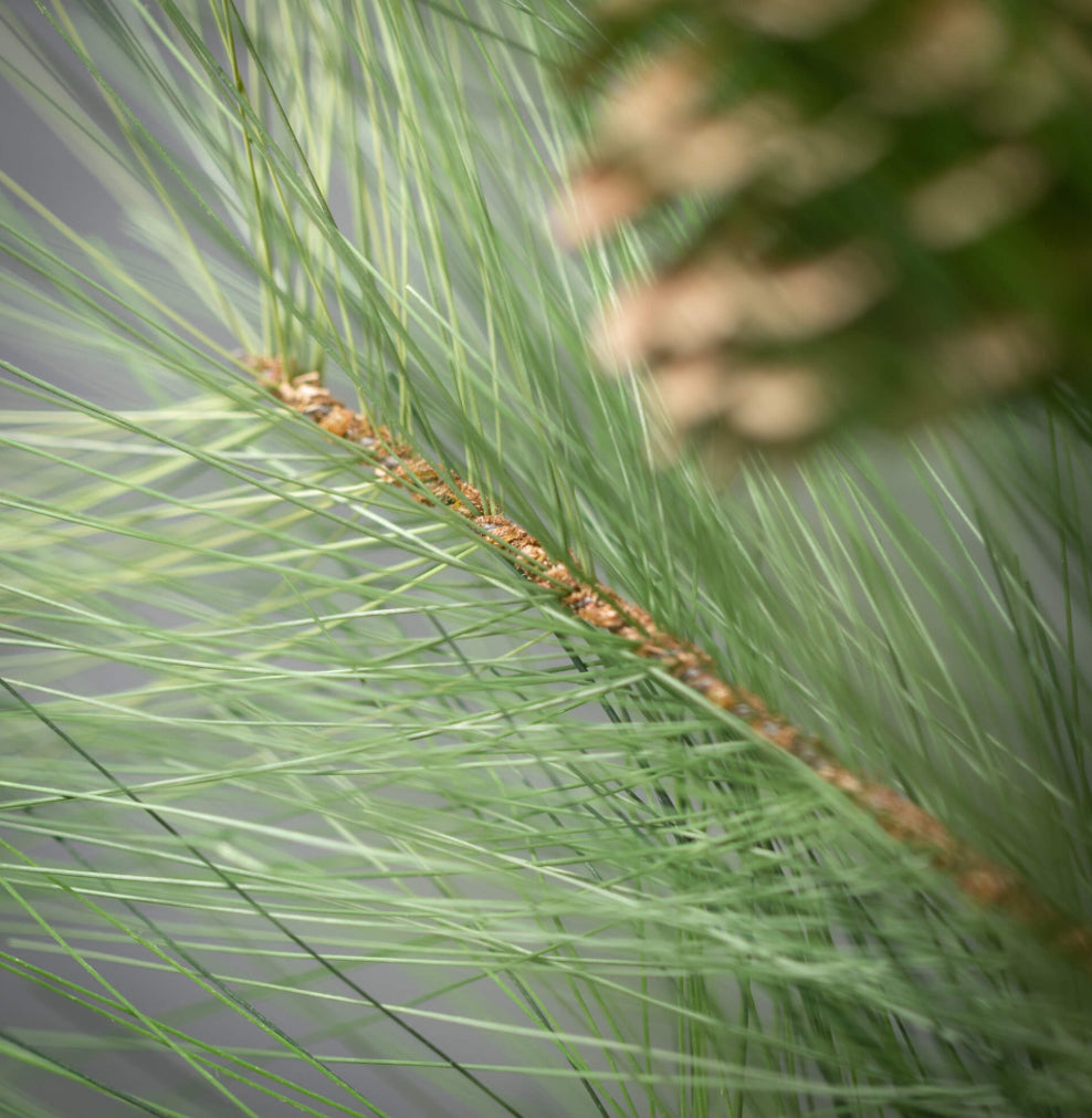 Long Pine & Pinecone Spray