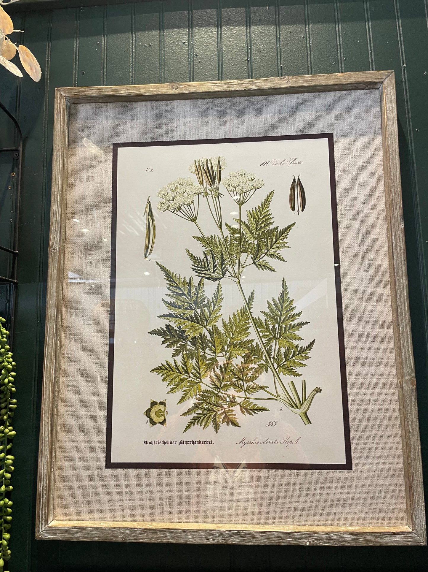 27.5 Botanical Prints-2 asst.