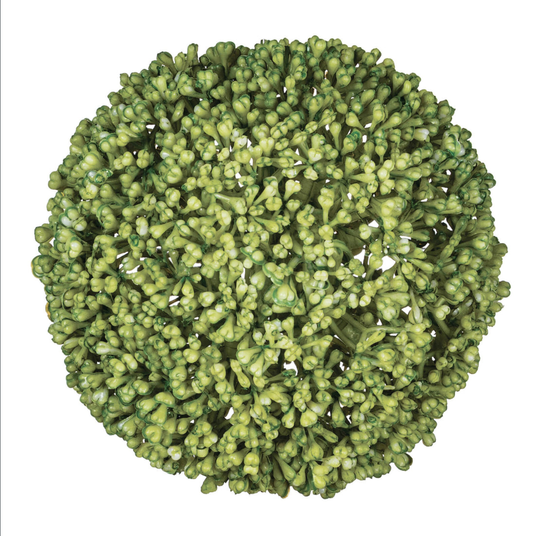 Allium Orb