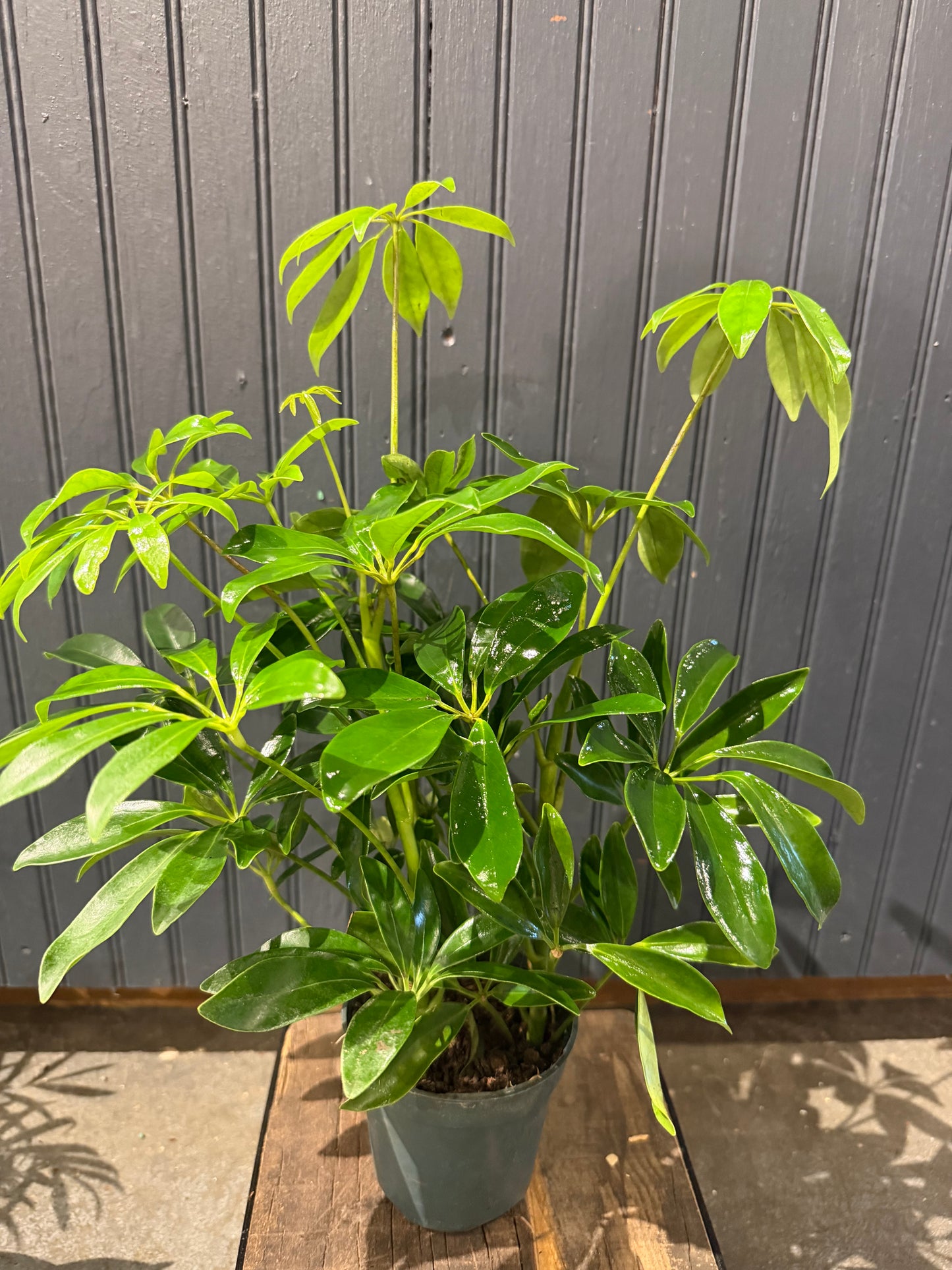 4” Schefflera Plant