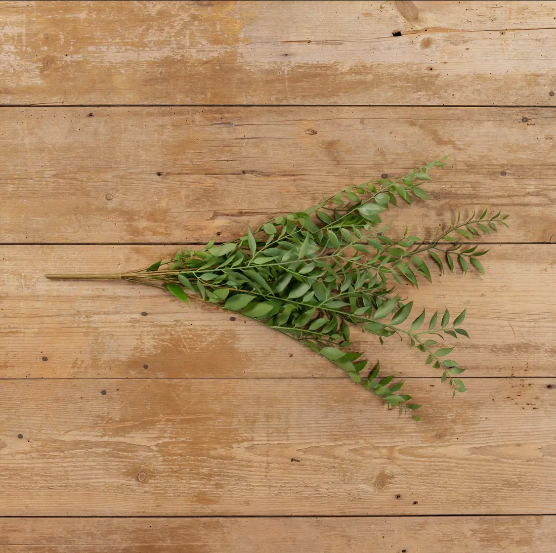 30” Smilax Leaves Bush