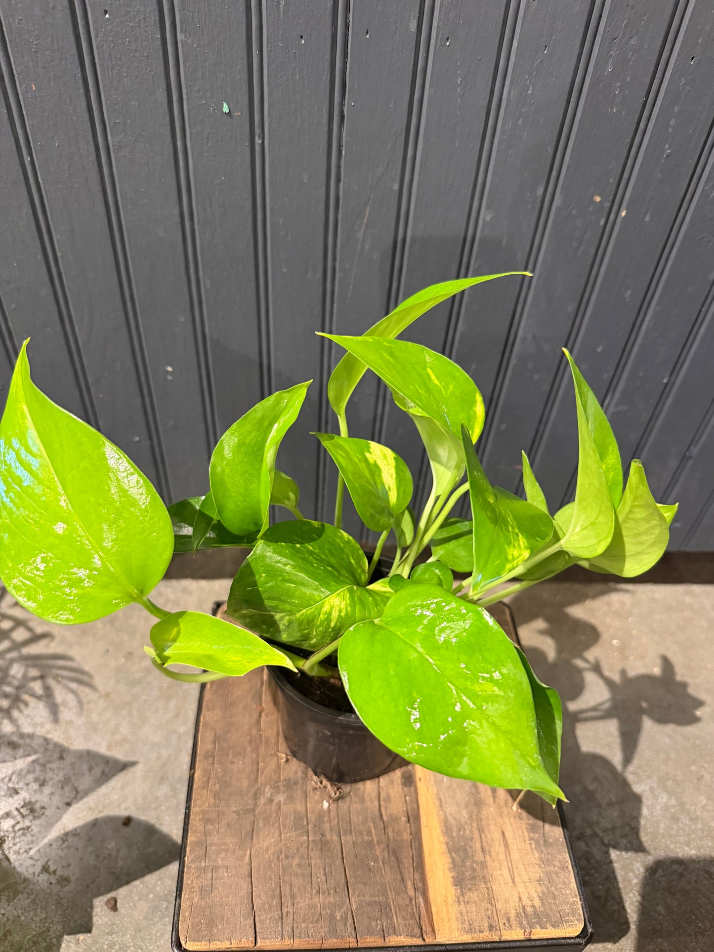 Pothos Plant-4”