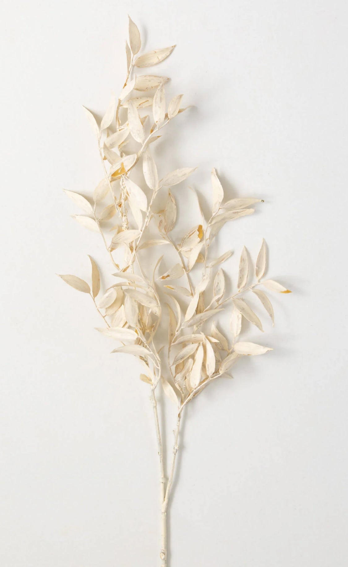Cream Ruscus Branch