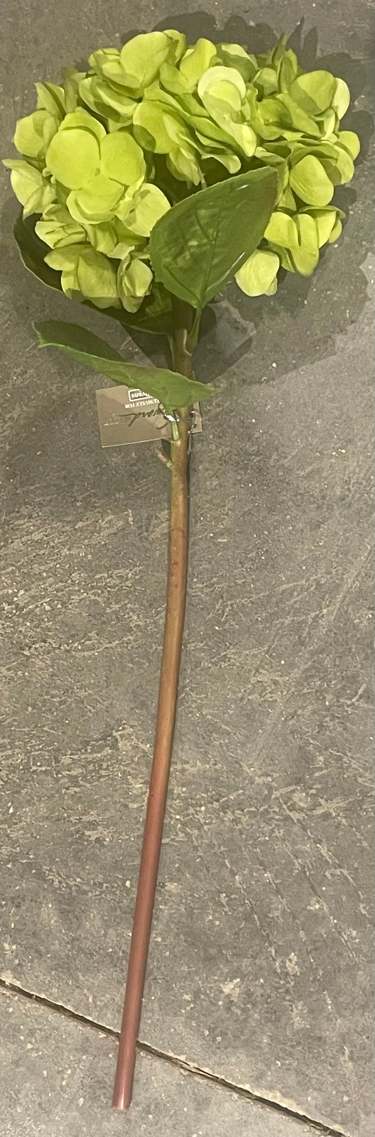 Green Hydrangea Stem