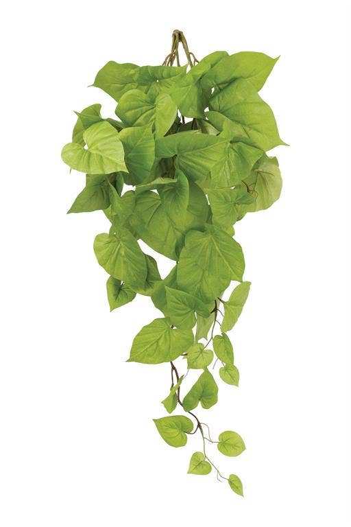 Sweet Potato Leaf Hanging Bush, #FL6870-G