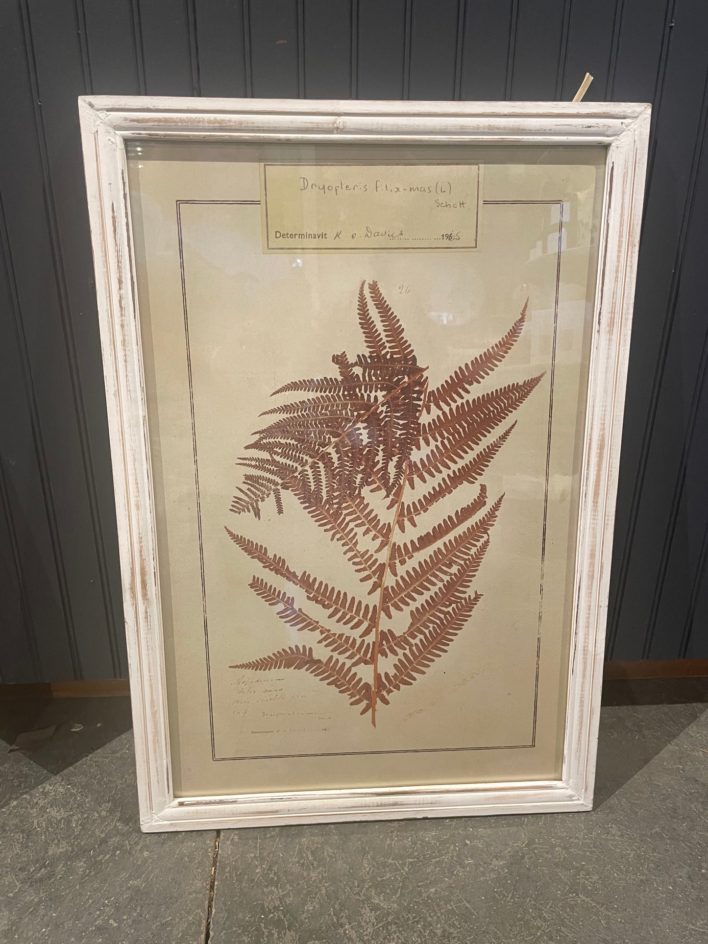 Wood Framed Glass Wall Decor w/Fern Image, 2 Styles