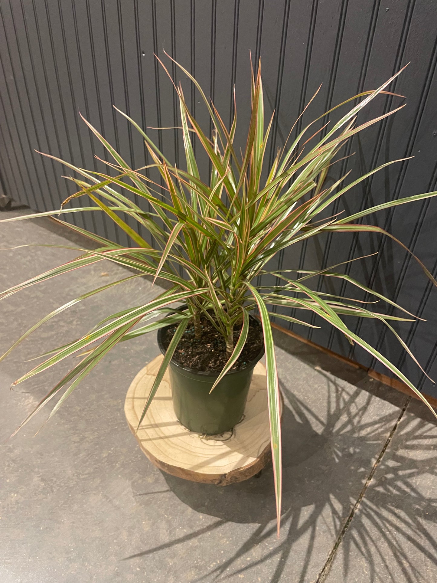 6” Marginata
