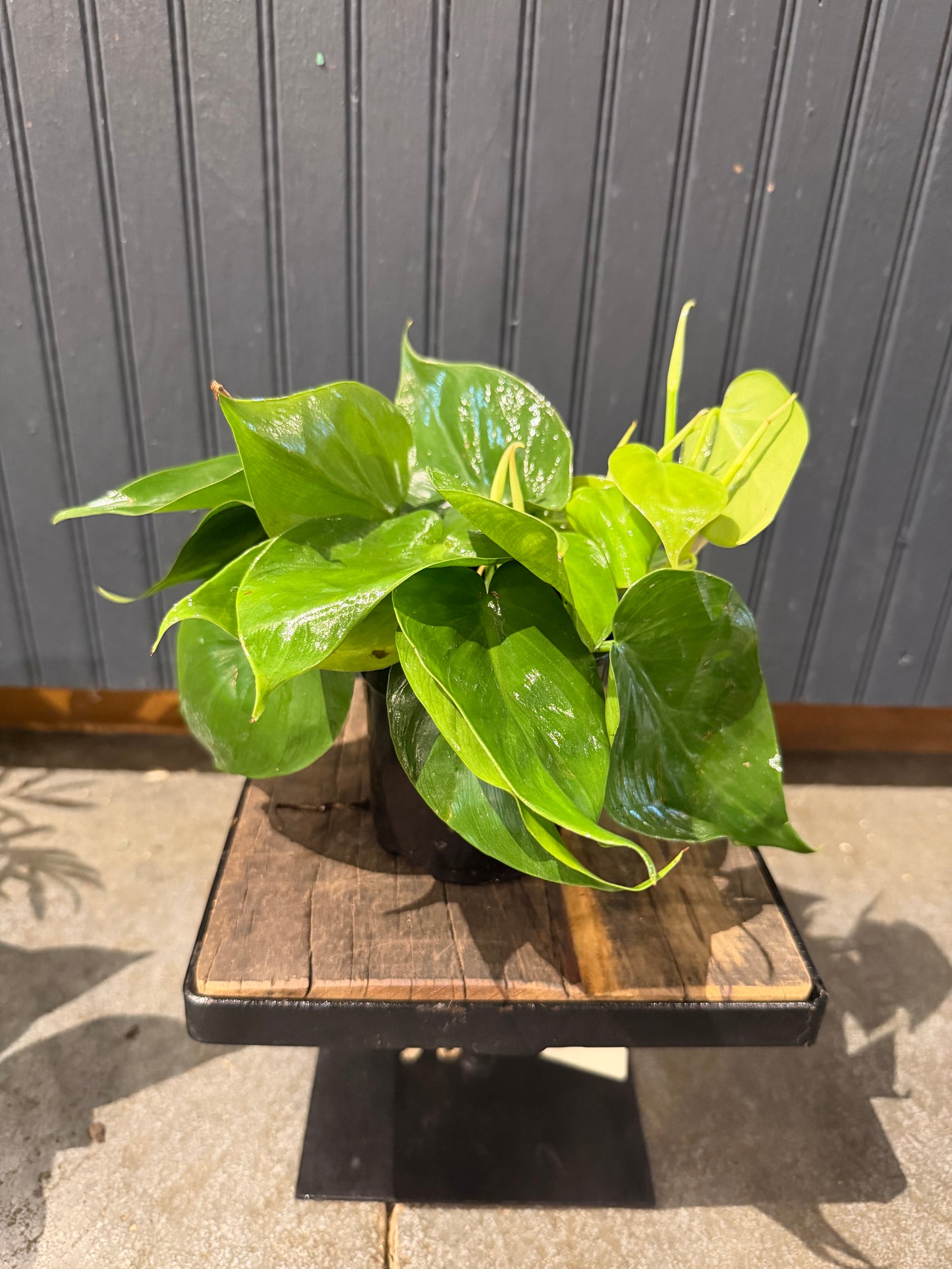 Philodendron Plant-4”