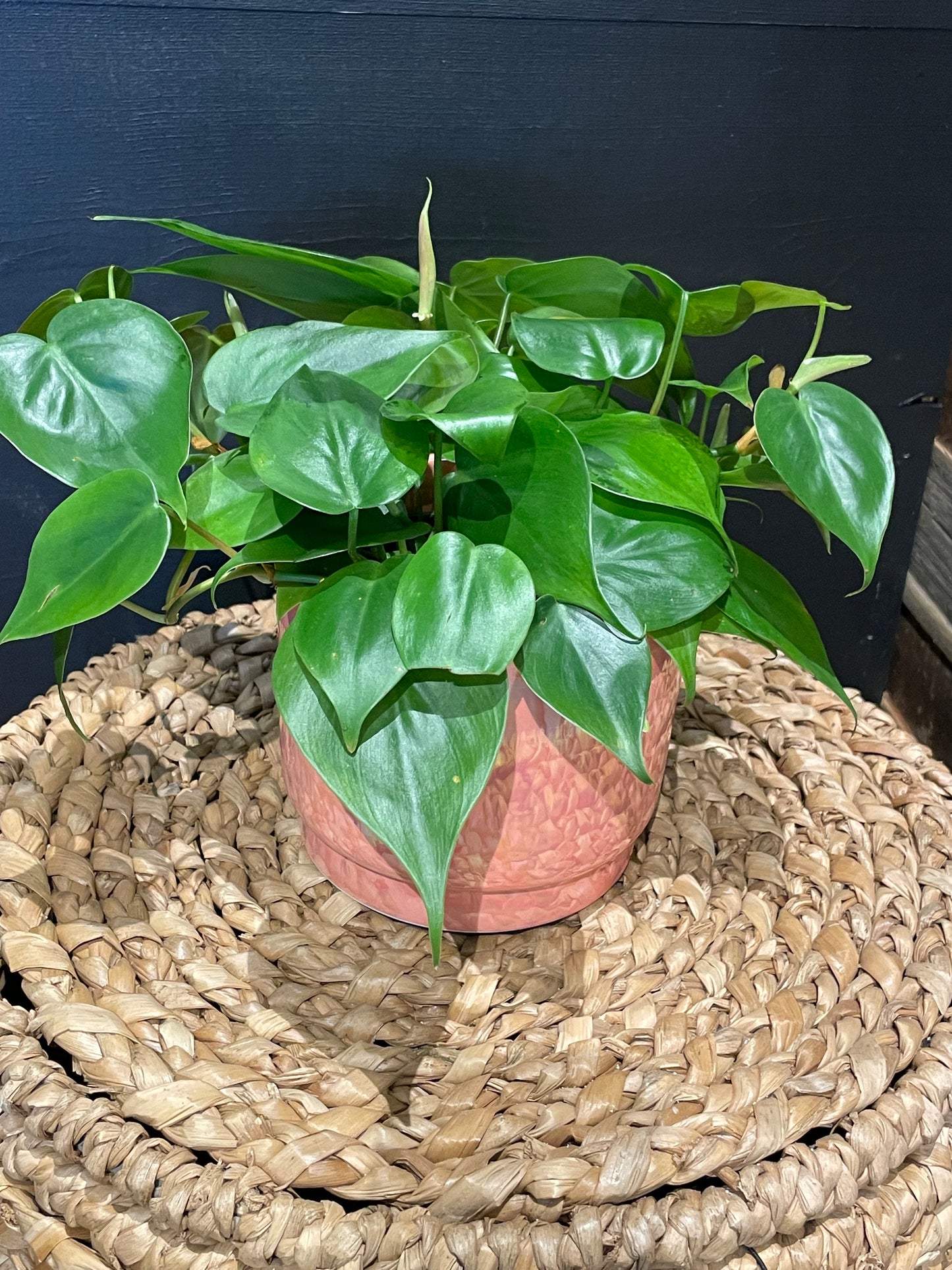 Philodendron Plant-4”