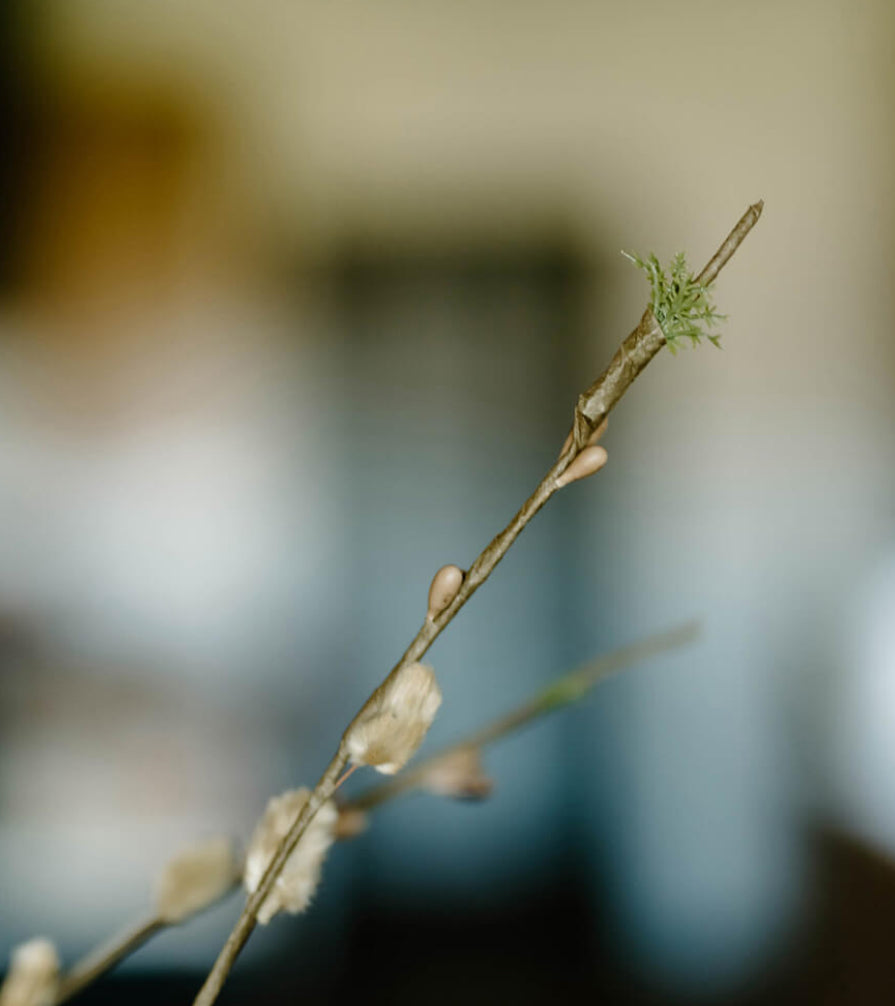 Pussywillow Spray
