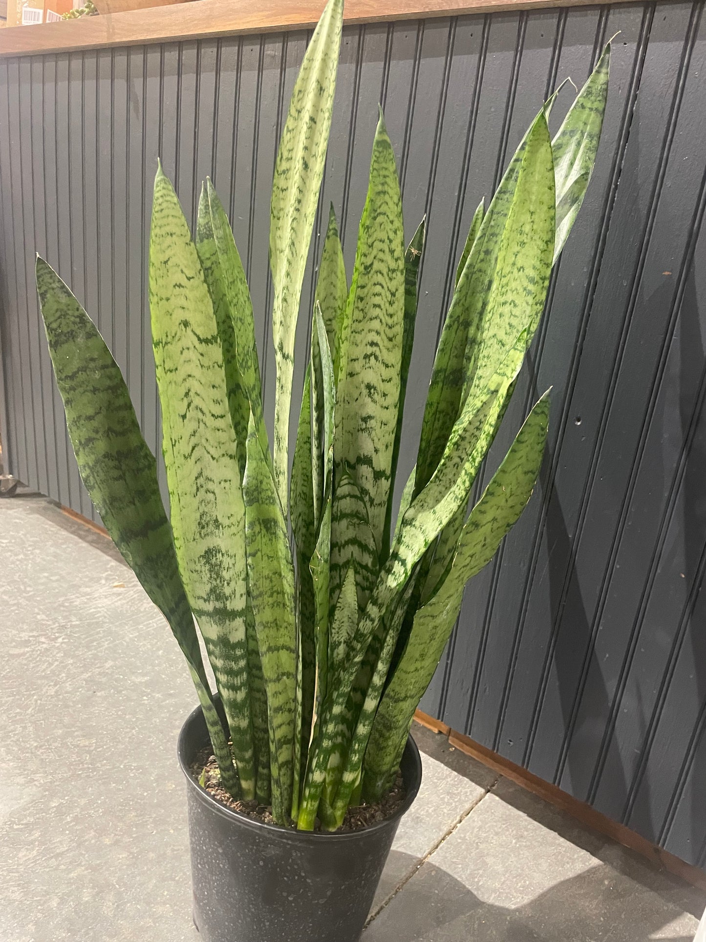 8” Snake Plant