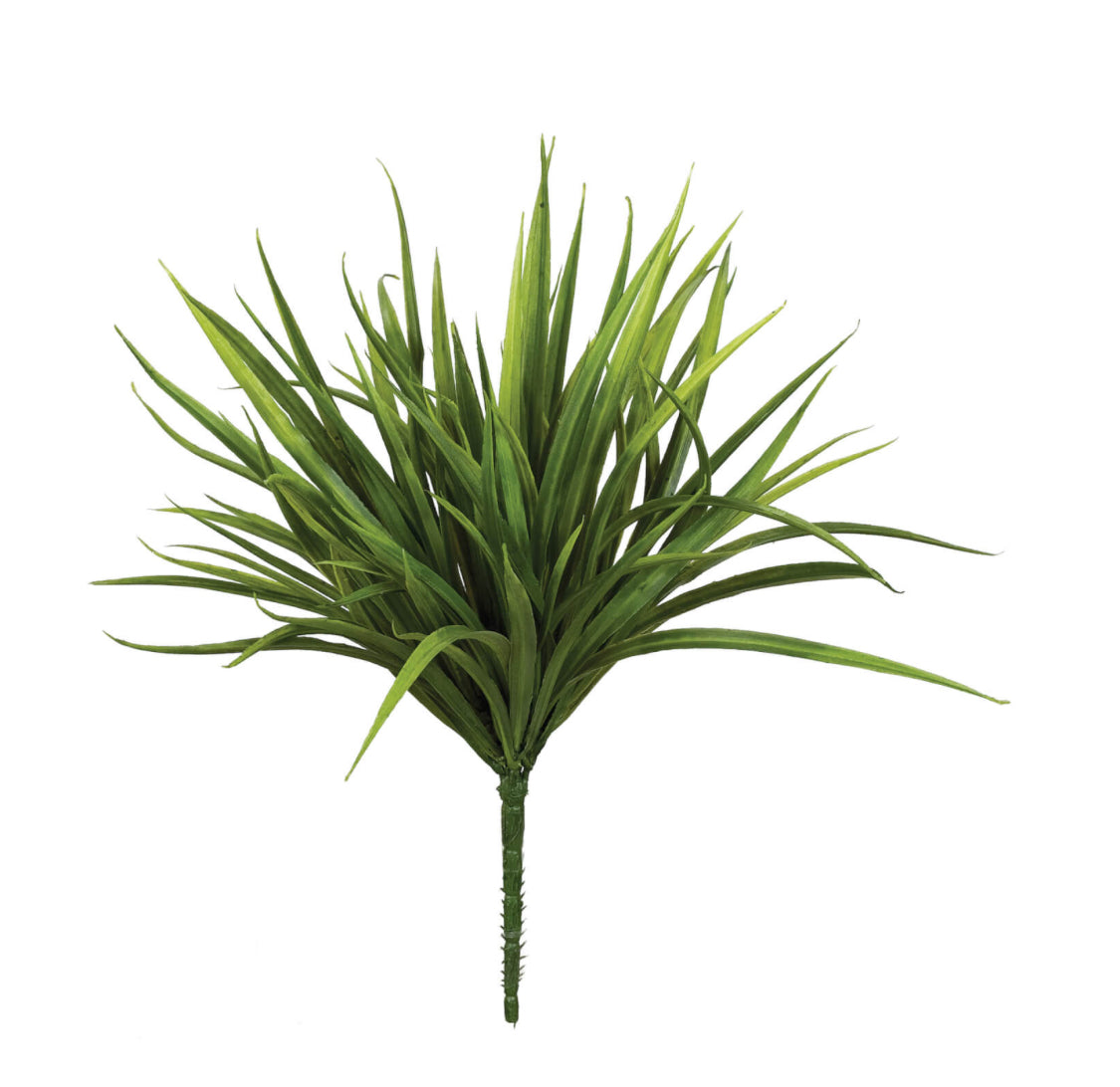 Sword Grass Plant