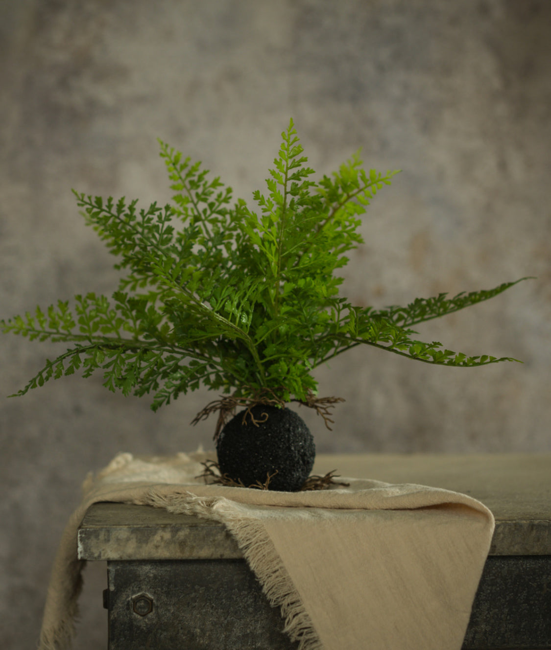 10” Fern w/Rooted Ball