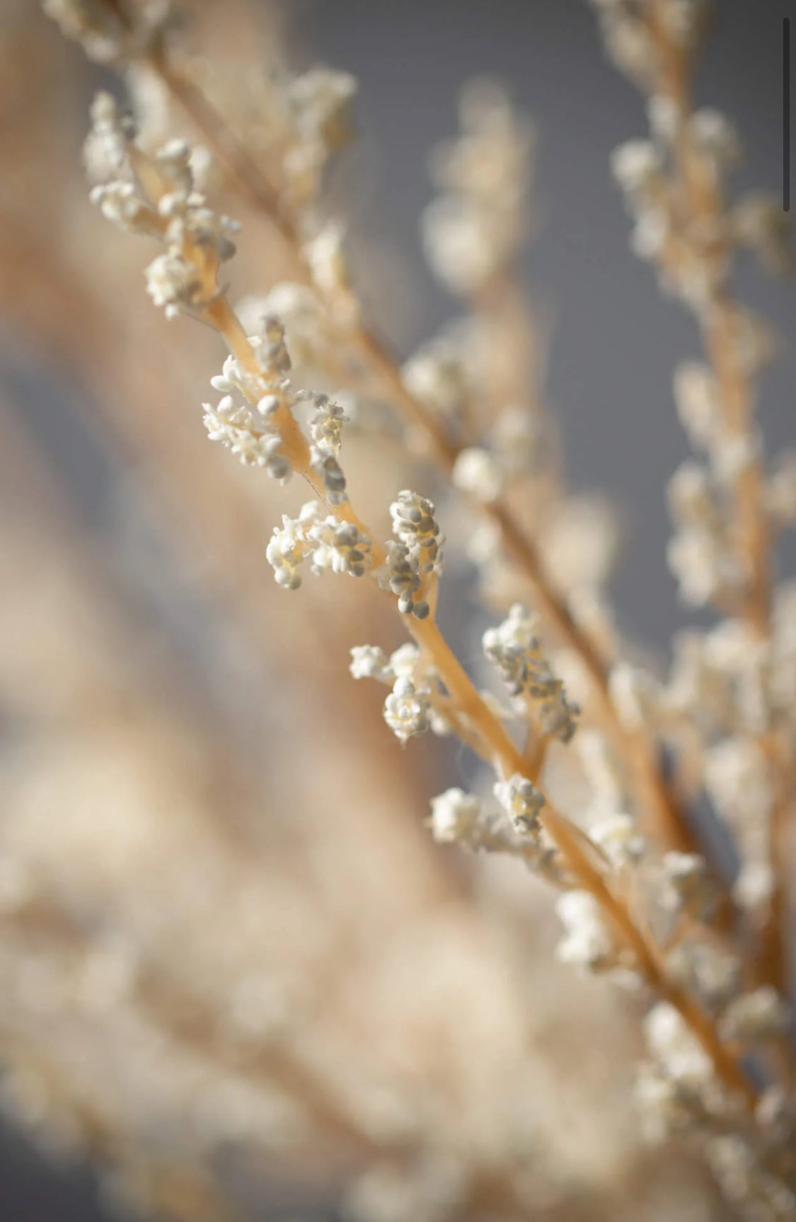 Spring Spirea Spray