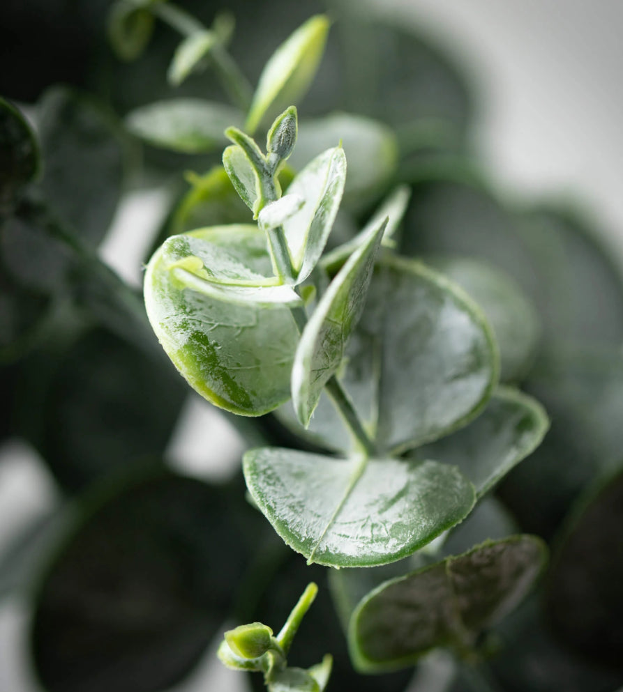 Eucalyptus Spray