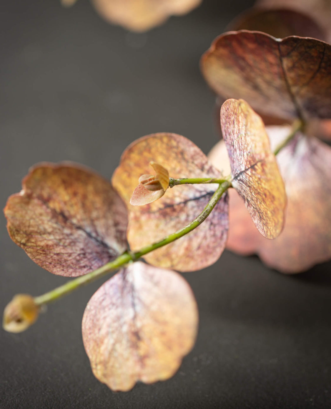 Brown Eucalyptus Spray