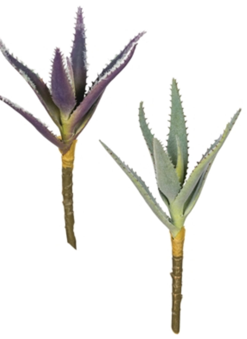 Aloe Succulent-2 Asst.