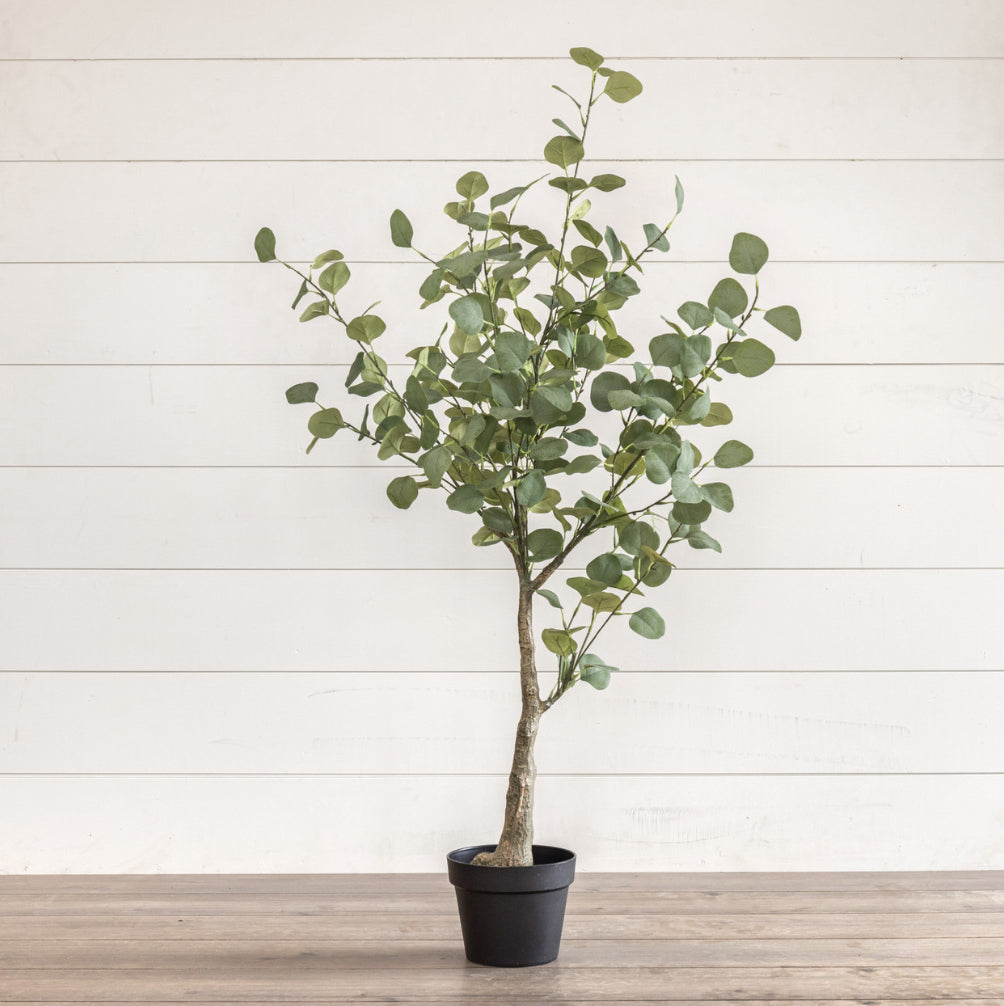 4.25’ Eucalyptus Tree