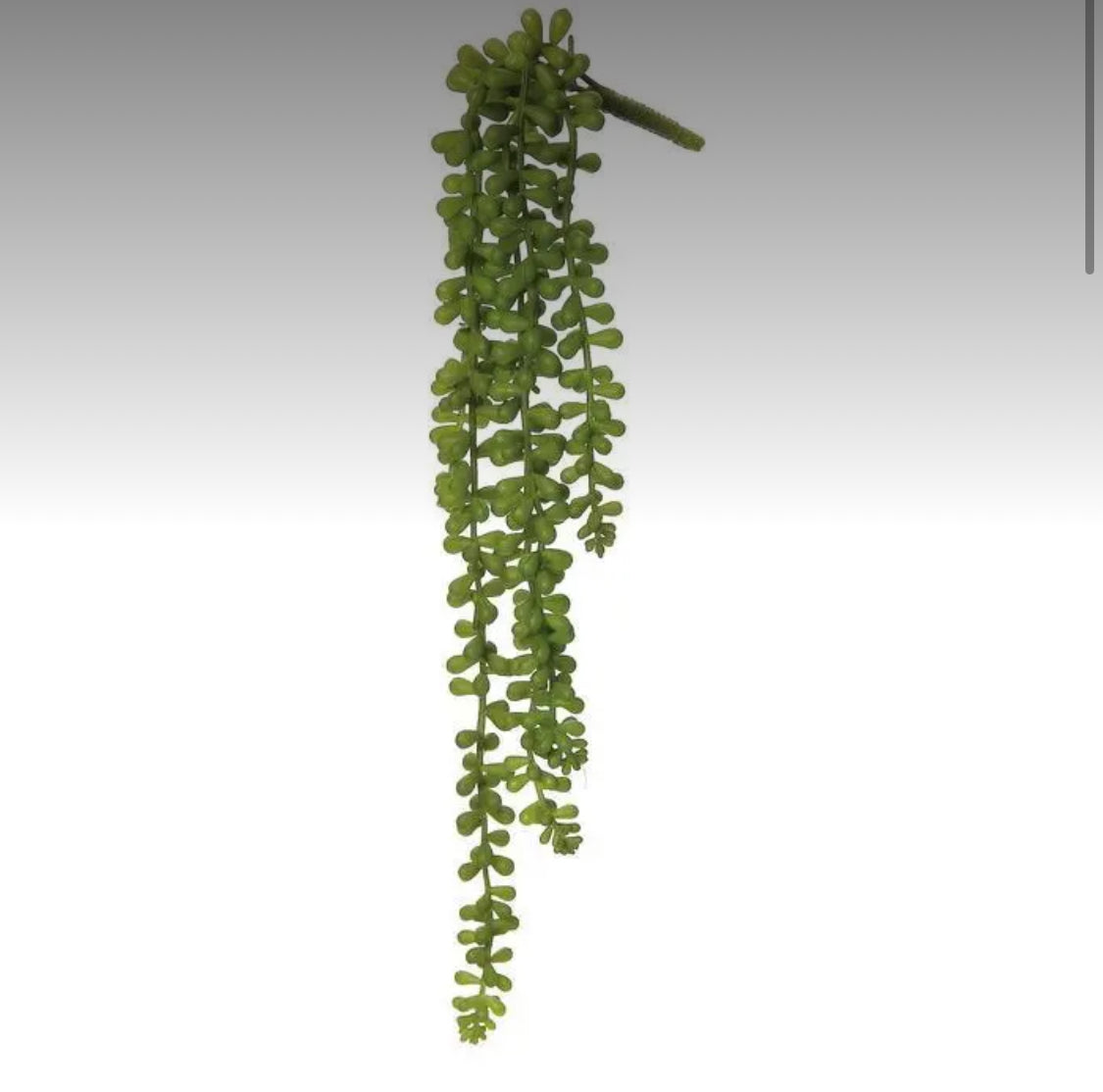 Baby Tears Vine