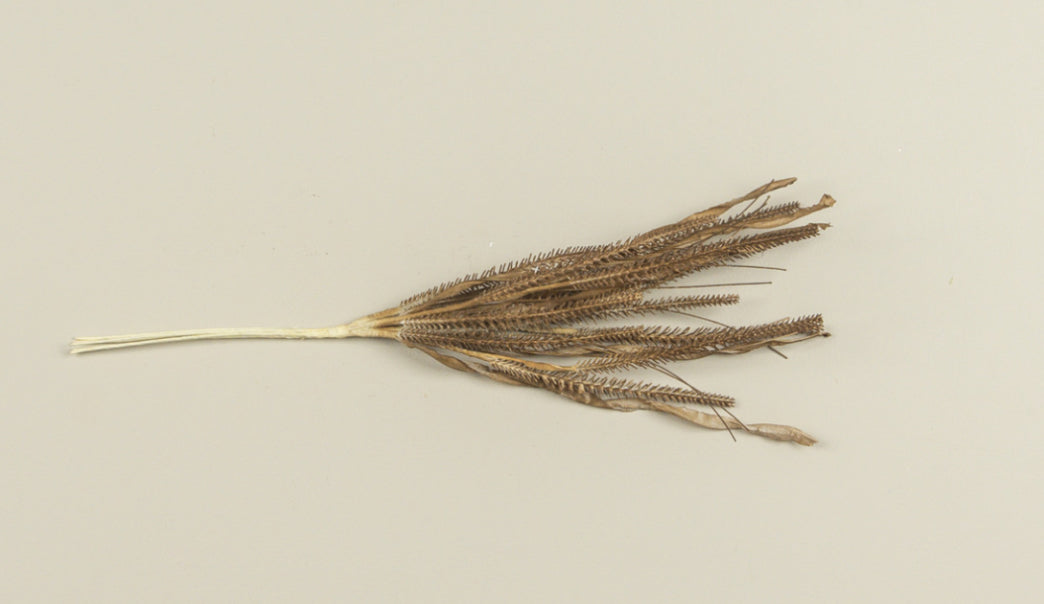 19.5” Olive Brown Grass Spray
