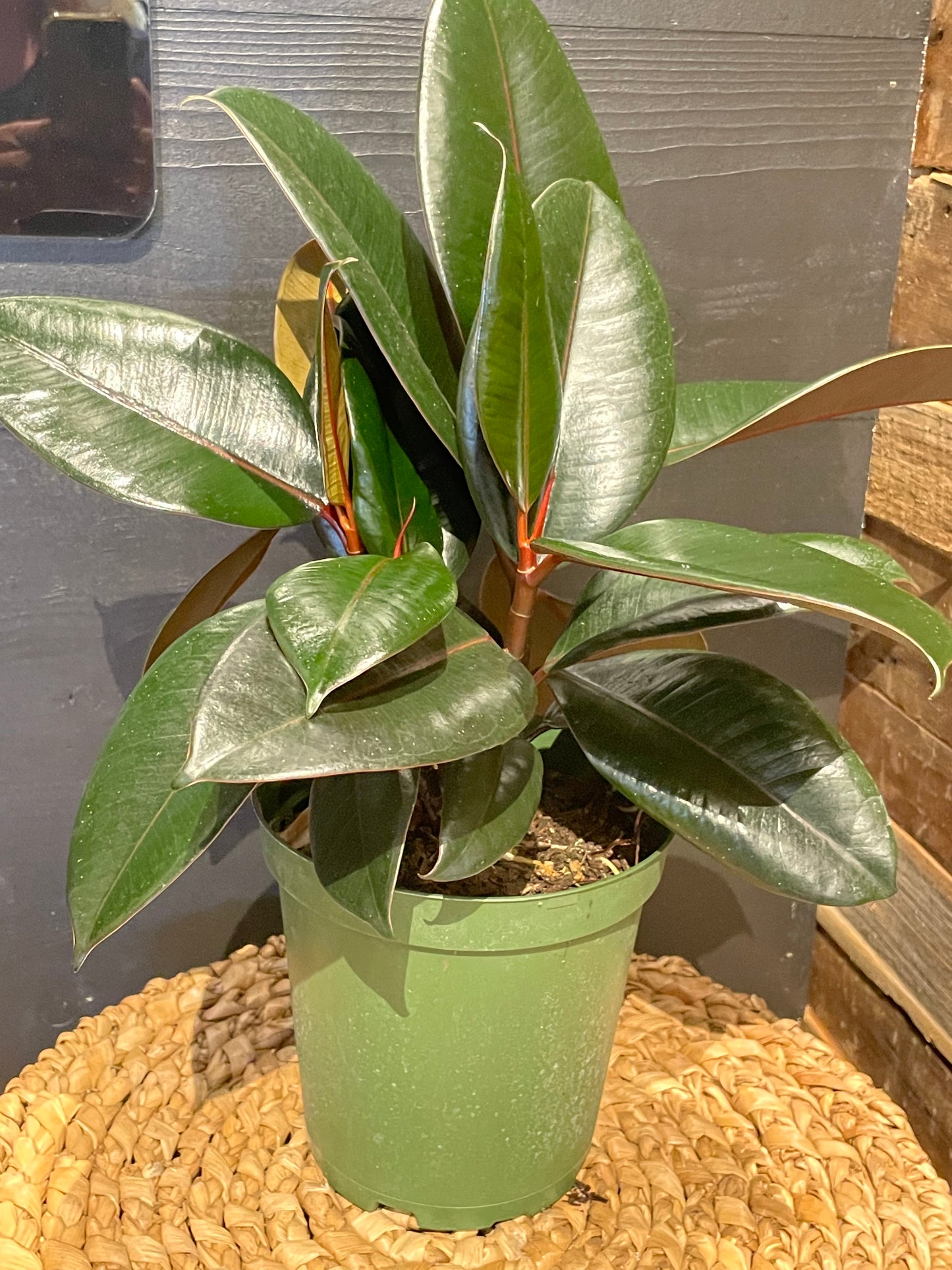 Rubber Plant-6”