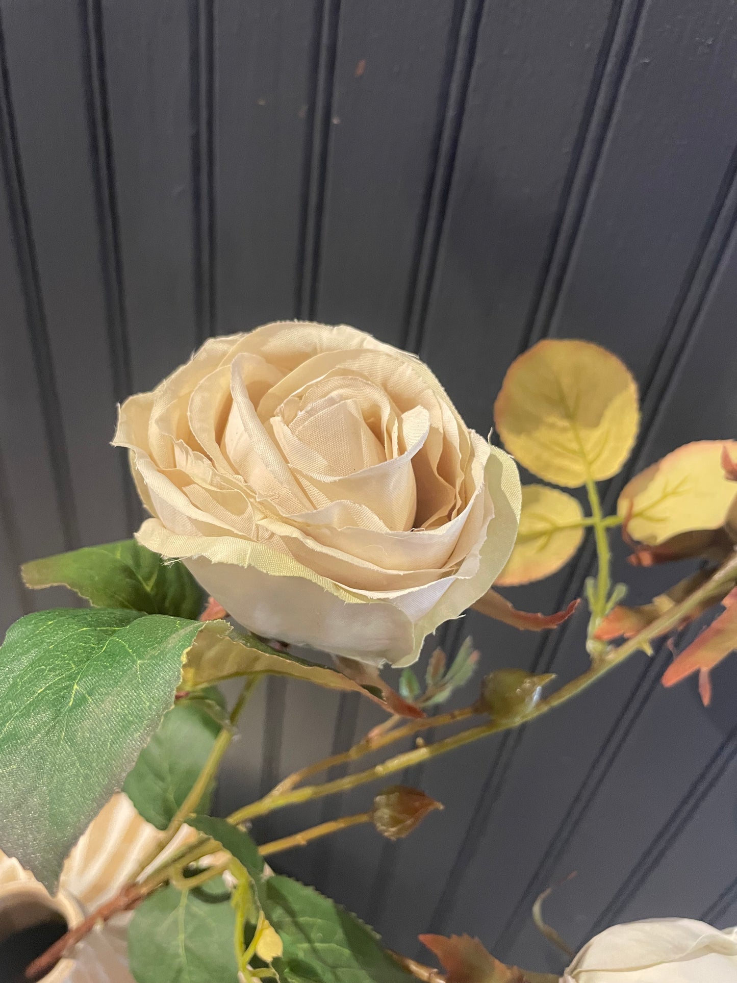 Cream Cabbage Rose