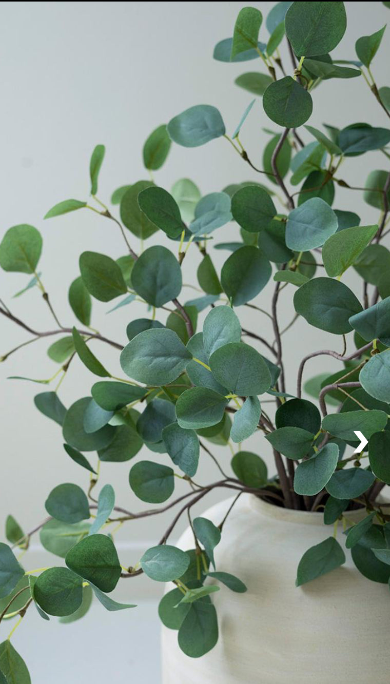 Eucalyptus Stem