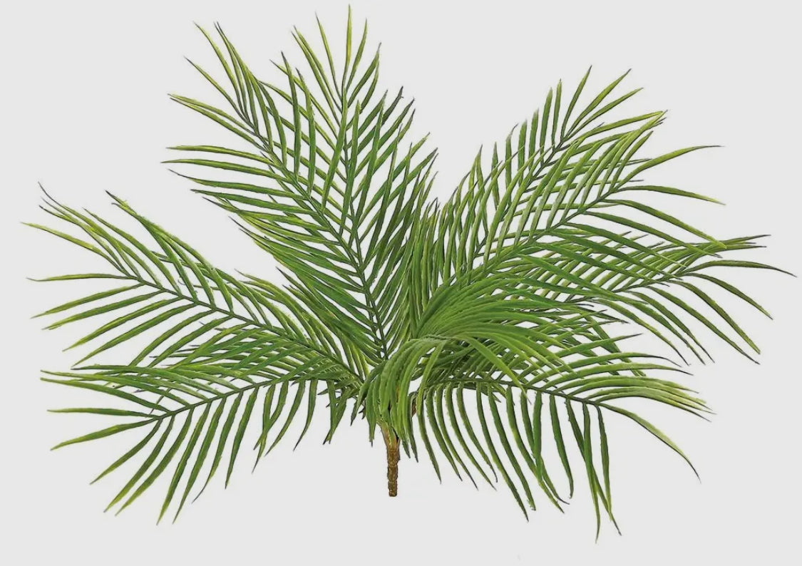 Palm Plant