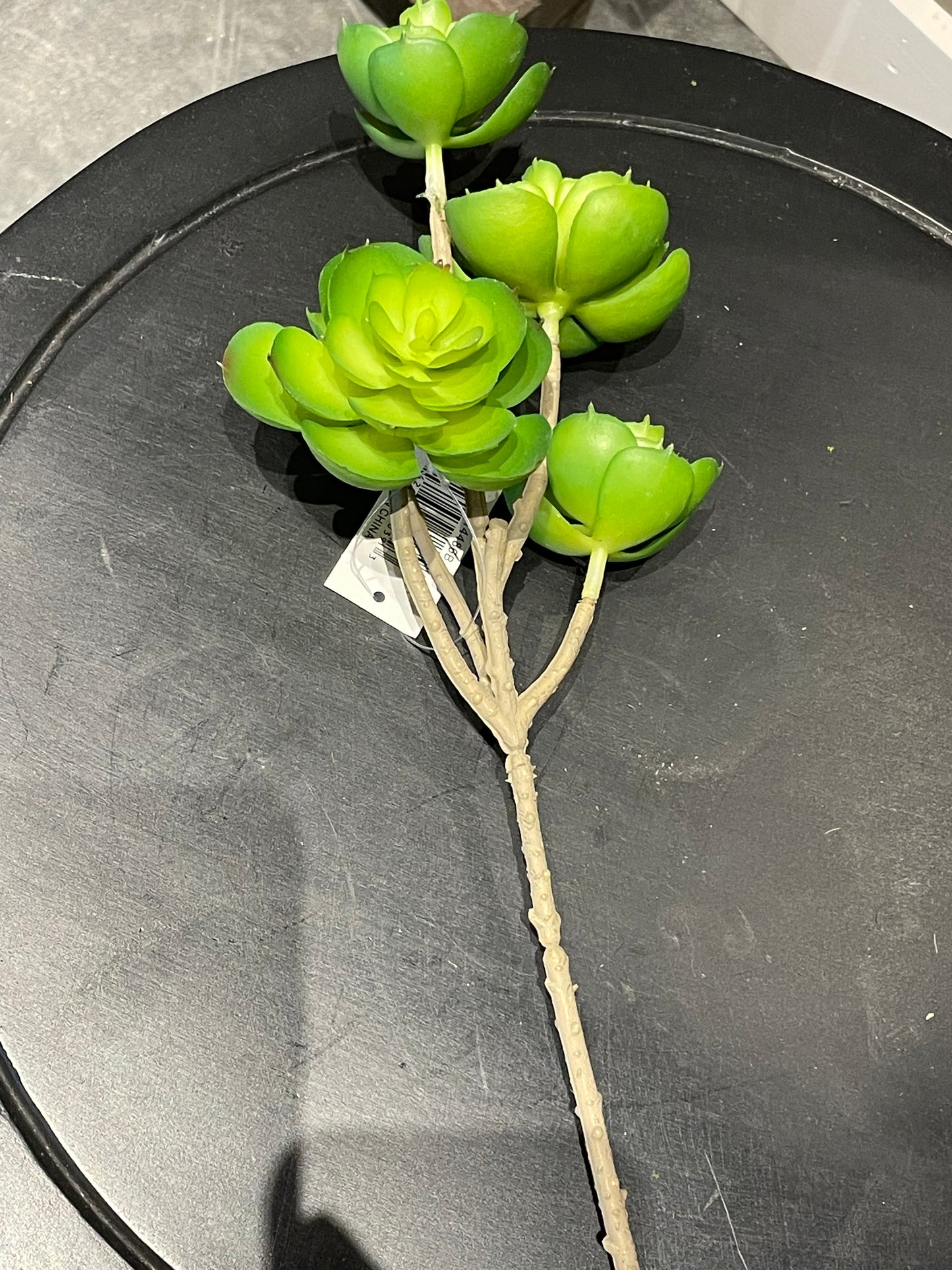 13” Hen & Chicks stem x5