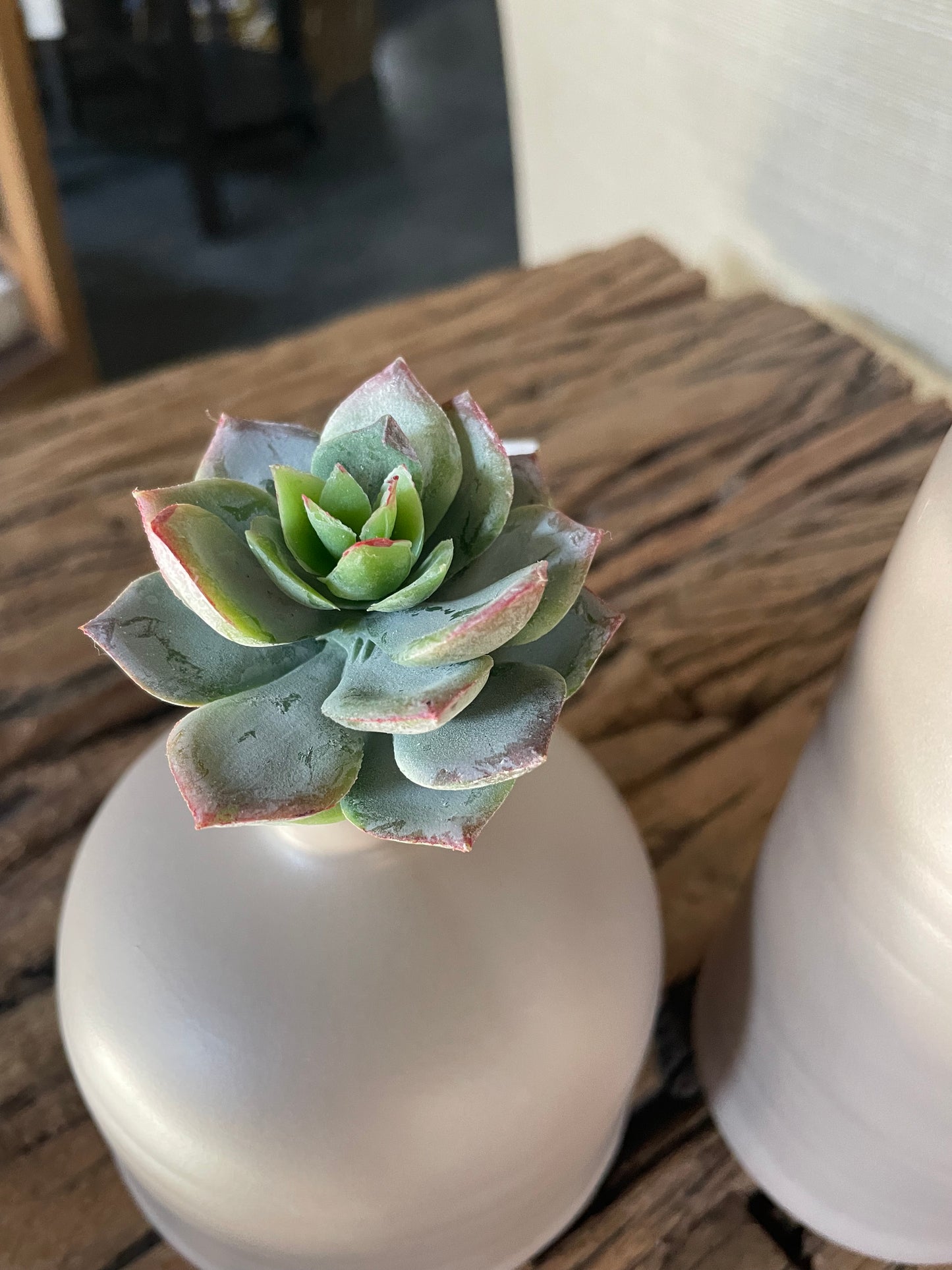 Small Echeveria Succulent