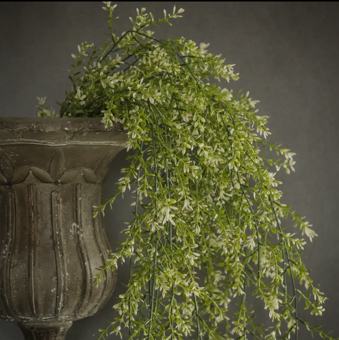 45” Boxwood Hanging Bush