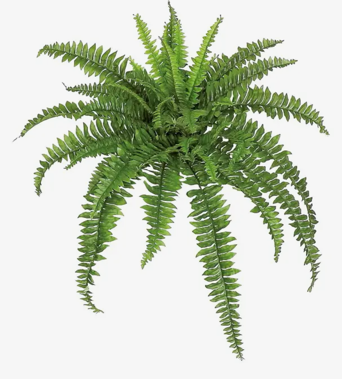 46” Boston Fern