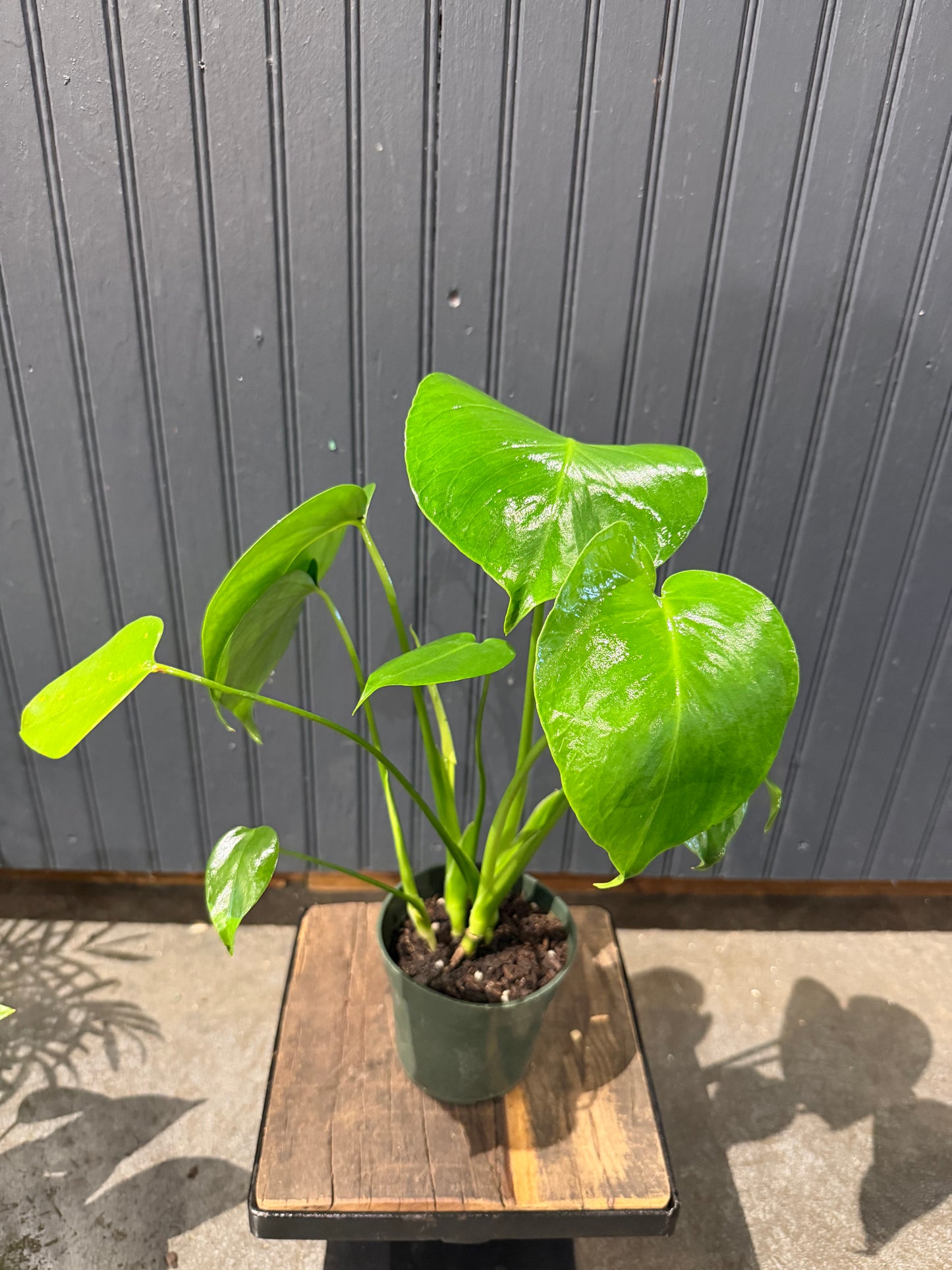 4”philodendron Hederaceum