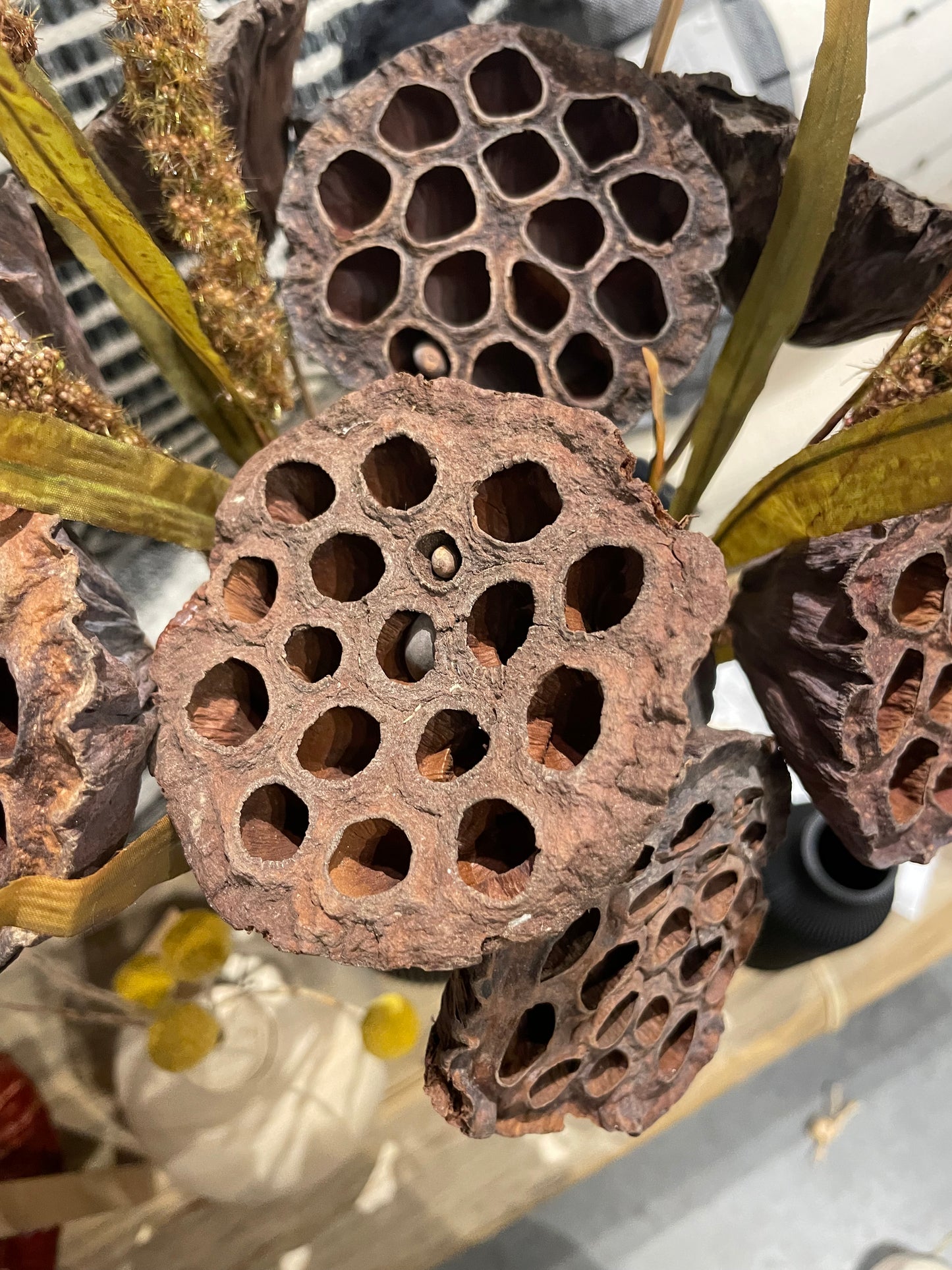 Lotus Pods