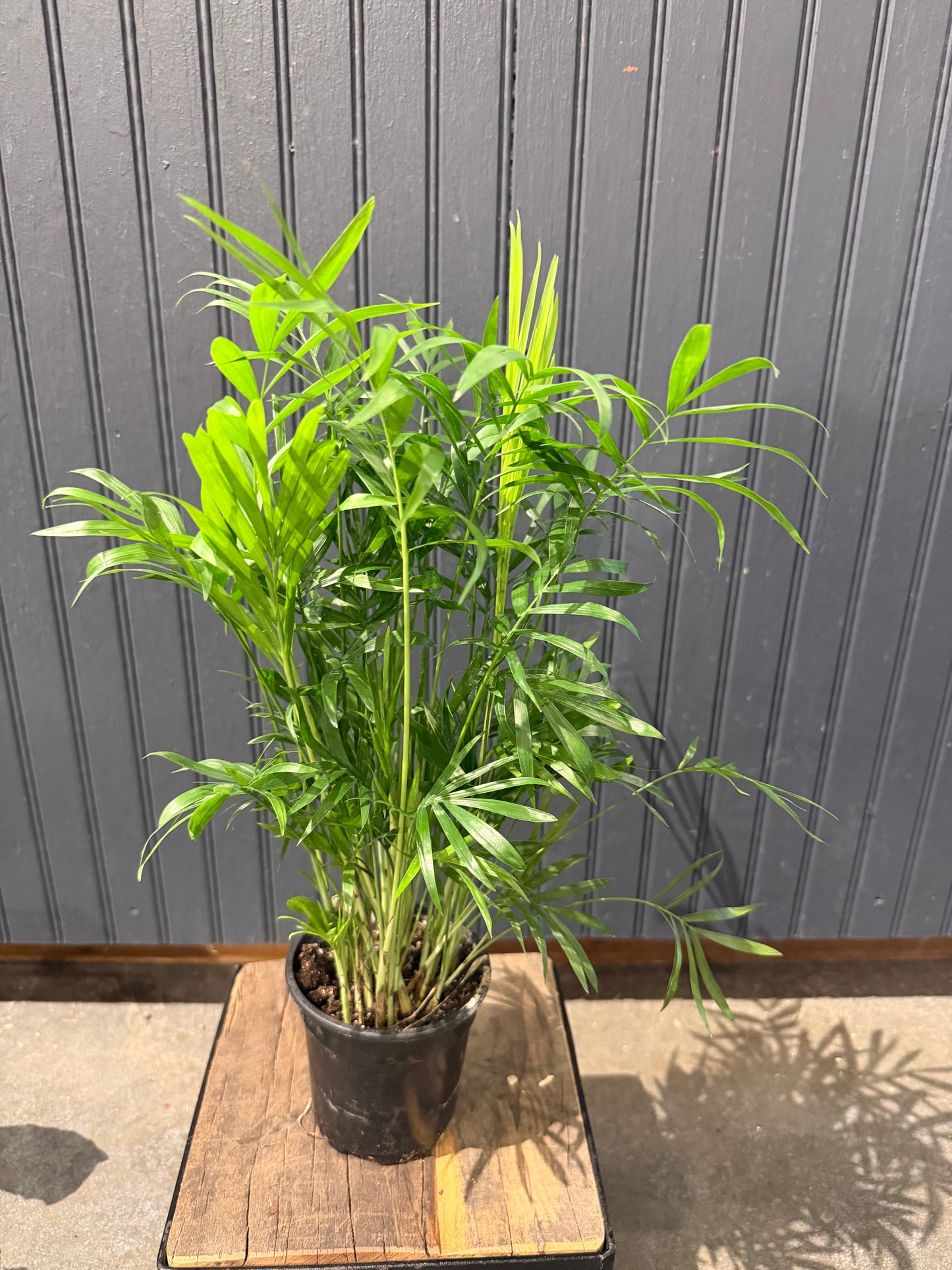 4” Palm Plant