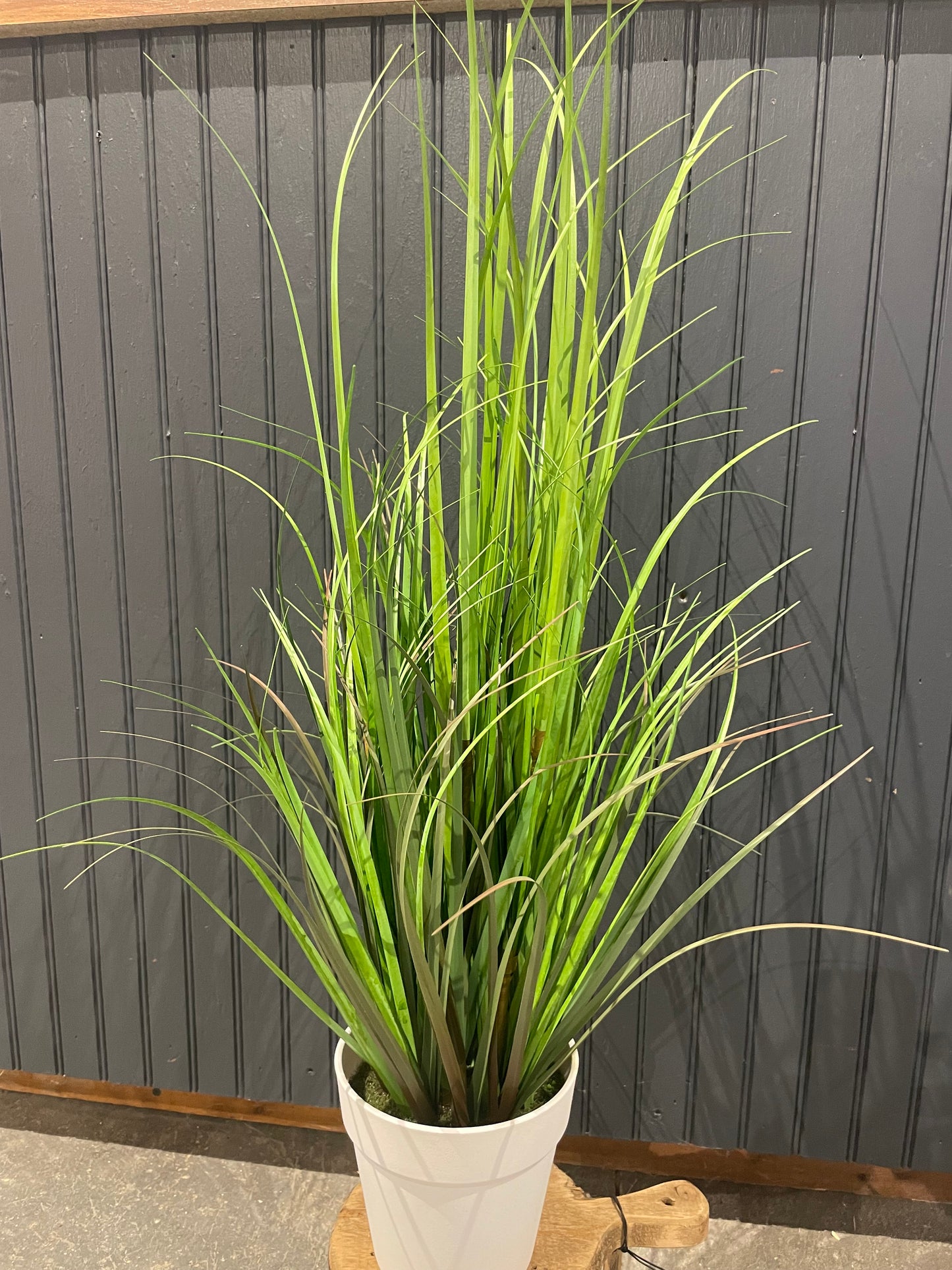 30” Monkey Grass Potted