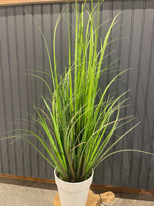 30” Monkey Grass Potted