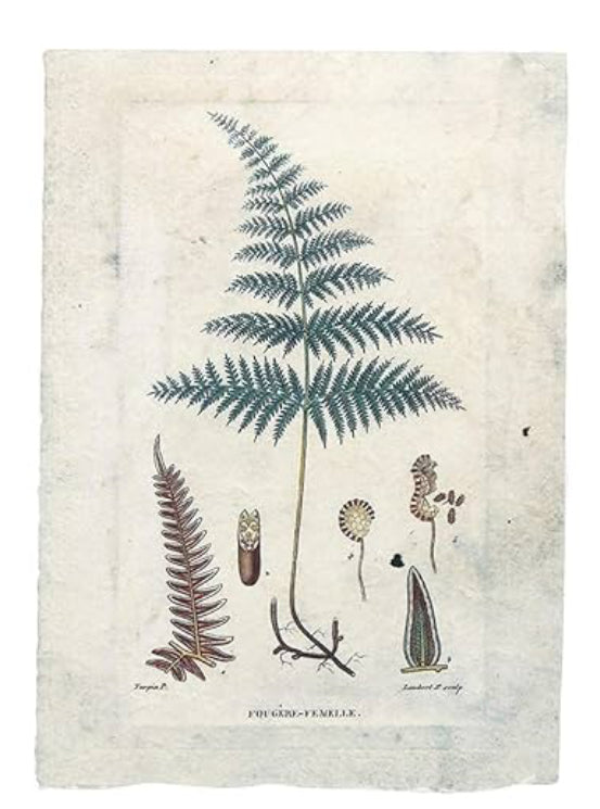 Paper Vintage Reproduction Botanical Ptints